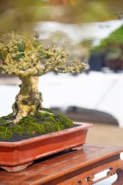 Ayrıntılı olarak Bonsai Ağacı ve kapatın