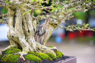 Ayrıntılı olarak Bonsai Ağacı ve kapatın