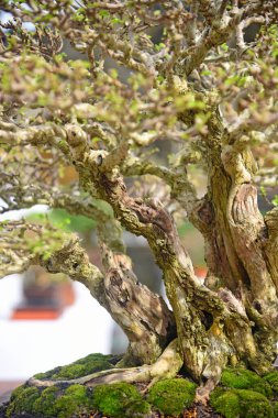 Ayrıntılı olarak Bonsai Ağacı ve kapatın