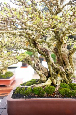 Ayrıntılı olarak Bonsai Ağacı ve kapatın