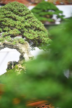 Ayrıntılı olarak Bonsai Ağacı ve kapatın