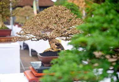 Ayrıntılı olarak Bonsai Ağacı ve kapatın