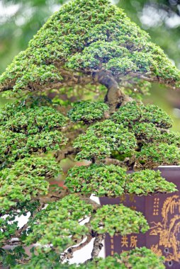 Ayrıntılı olarak Bonsai Ağacı ve kapatın