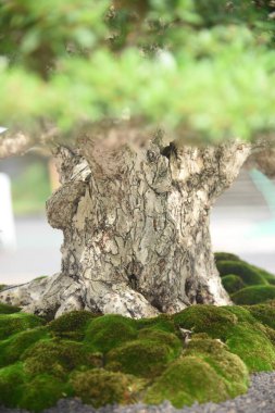 Ayrıntılı olarak Bonsai Ağacı ve kapatın