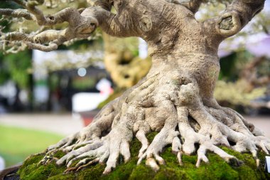 Ayrıntılı olarak Bonsai Ağacı ve kapatın
