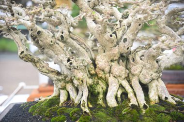 Ayrıntılı olarak Bonsai Ağacı ve kapatın