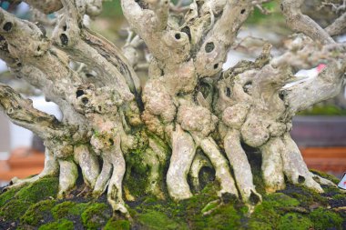 Ayrıntılı olarak Bonsai Ağacı ve kapatın