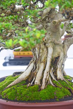 Ayrıntılı olarak Bonsai Ağacı ve kapatın