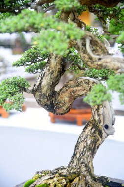 Ayrıntılı olarak Bonsai Ağacı ve kapatın