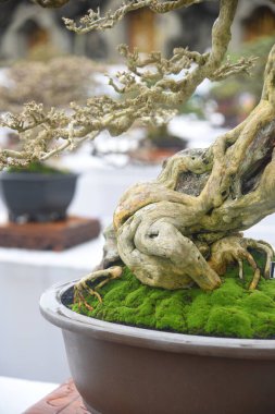 Ayrıntılı olarak Bonsai Ağacı ve kapatın