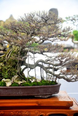 Ayrıntılı olarak Bonsai Ağacı ve kapatın