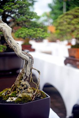 Ayrıntılı olarak Bonsai Ağacı ve kapatın