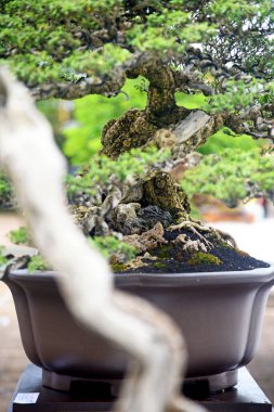 Ayrıntılı olarak Bonsai Ağacı ve kapatın