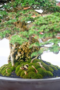 Ayrıntılı olarak Bonsai Ağacı ve kapatın