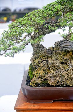 Ayrıntılı olarak Bonsai Ağacı ve kapatın