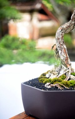 Ayrıntılı olarak Bonsai Ağacı ve kapatın