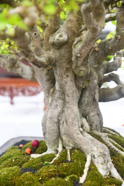 Ayrıntılı olarak Bonsai Ağacı ve kapatın
