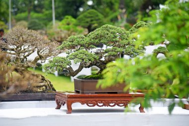 Ayrıntılı olarak Bonsai Ağacı ve kapatın