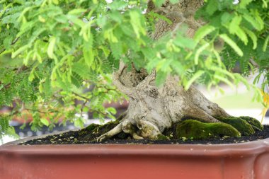 Ayrıntılı olarak Bonsai Ağacı ve kapatın