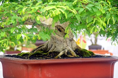 Ayrıntılı olarak Bonsai Ağacı ve kapatın