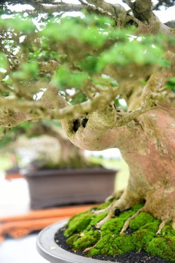 Ayrıntılı olarak Bonsai Ağacı ve kapatın