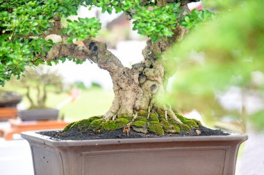 Ayrıntılı olarak Bonsai Ağacı ve kapatın