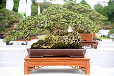 Ayrıntılı olarak Bonsai Ağacı ve kapatın