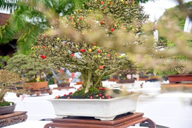 Ayrıntılı olarak Bonsai Ağacı ve kapatın