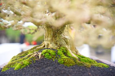 Ayrıntılı olarak Bonsai Ağacı ve kapatın