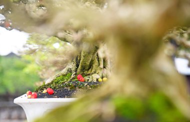 Ayrıntılı olarak Bonsai Ağacı ve kapatın