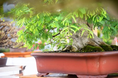 Ayrıntılı olarak Bonsai Ağacı ve kapatın