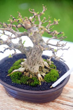 Ayrıntılı olarak Bonsai Ağacı ve kapatın