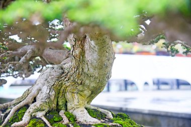 Ayrıntılı olarak Bonsai Ağacı ve kapatın