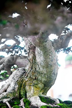 Ayrıntılı olarak Bonsai Ağacı ve kapatın
