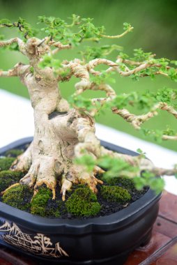Ayrıntılı olarak Bonsai Ağacı ve kapatın