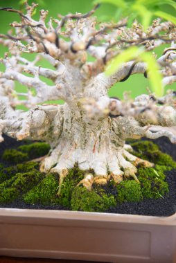 Ayrıntılı olarak Bonsai Ağacı ve kapatın
