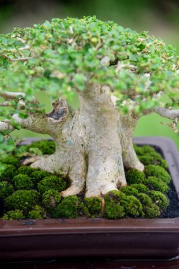 Ayrıntılı olarak Bonsai Ağacı ve kapatın