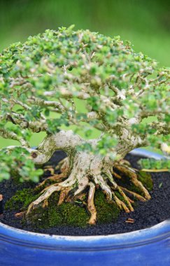 Ayrıntılı olarak Bonsai Ağacı ve kapatın