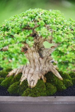 Ayrıntılı olarak Bonsai Ağacı ve kapatın