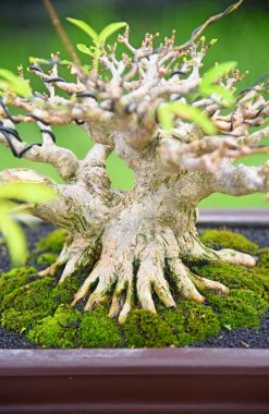 Ayrıntılı olarak Bonsai Ağacı ve kapatın