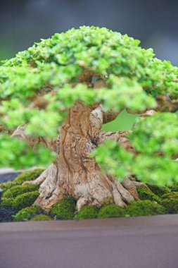 Ayrıntılı olarak Bonsai Ağacı ve kapatın