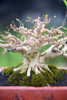Ayrıntılı olarak Bonsai Ağacı ve kapatın
