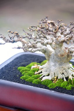 Ayrıntılı olarak Bonsai Ağacı ve kapatın