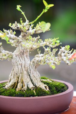 Ayrıntılı olarak Bonsai Ağacı ve kapatın