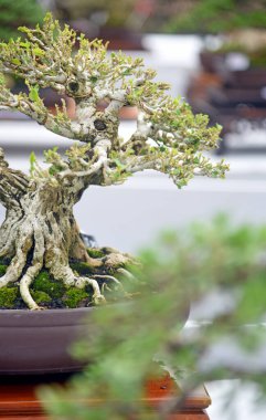 Ayrıntılı olarak Bonsai Ağacı ve kapatın