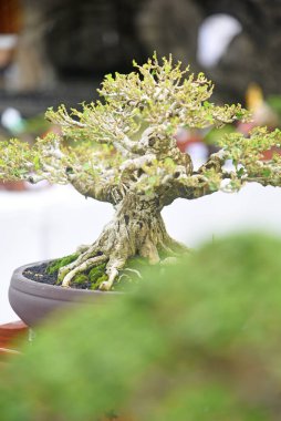 Ayrıntılı olarak Bonsai Ağacı ve kapatın