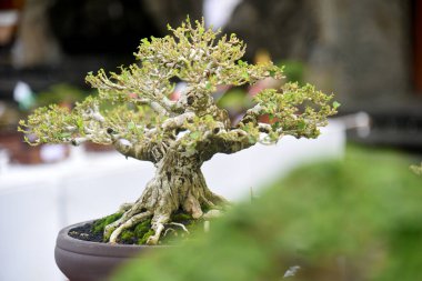Ayrıntılı olarak Bonsai Ağacı ve kapatın