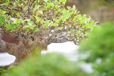 Ayrıntılı olarak Bonsai Ağacı ve kapatın