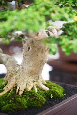 Ayrıntılı olarak Bonsai Ağacı ve kapatın