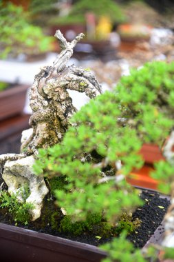 Ayrıntılı olarak Bonsai Ağacı ve kapatın